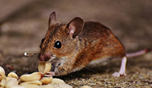 24 Hour & Emergency Exterminators in Clarendon Hls, IL